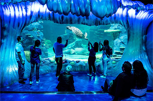 Sydney Harbour Wildlife Adventure: SEA LIFE & WILD LIFE
